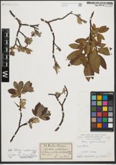 Foto von Salix helvetica Vill. x Salix waldsteiniana Willd.